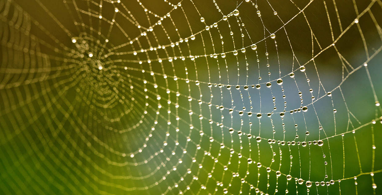 Spinnennetz - Synonym Netzwerk Versicherung Südtirol